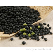 Black Bean Health Benefits